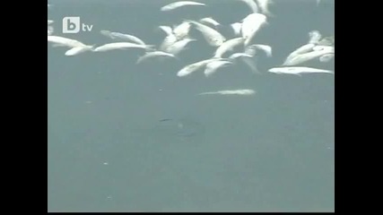 Над 200 тона риба измря в река в Китай