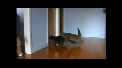 Котки Се Състезават