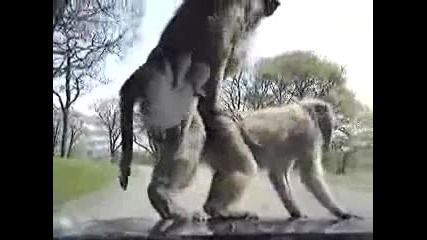 две изключително нахални маймуни