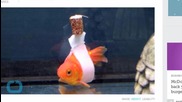 Goldfish Who Can't Swim Upright Gets Wheelchair