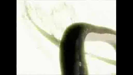 naruto shippuden 74 sud eng