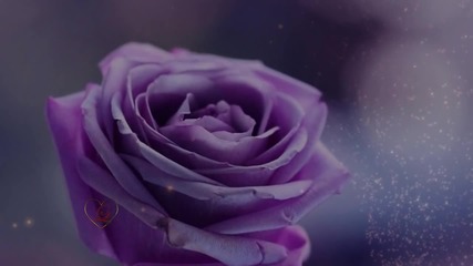 Mehdi - Book of Roses