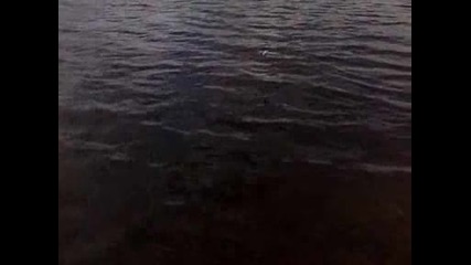 толстолоб