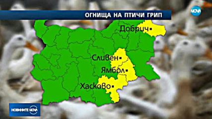 Откриха птичи грип в четири области