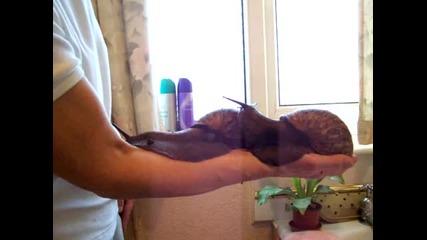 Giant Snails