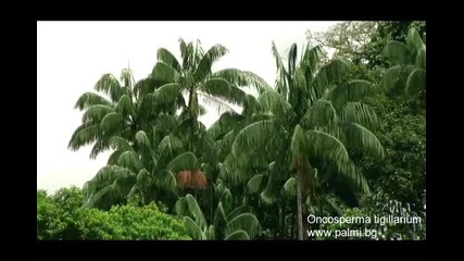 Тропическа палма Oncosperma tigillarium
