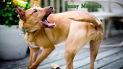 Компилация Смях ! Funny Dogs Chasing Their Tails 2015
