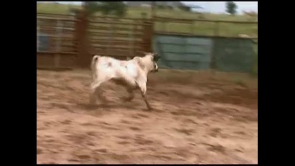2007 bucking bulls 