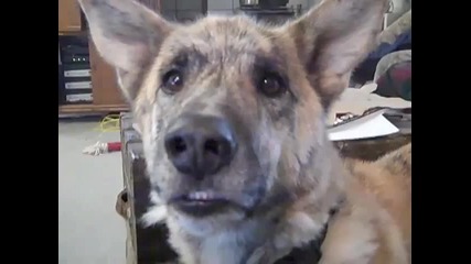 Ultimate Dog Tease