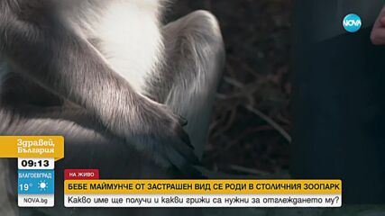 Бебе ханумански лангур е най-новият любимец в зоопарка в София