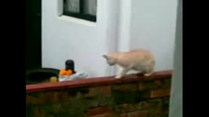 Едно Зло Коте Бие Милото Куче