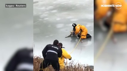 Пожарникари промениха съдбата на едно куче