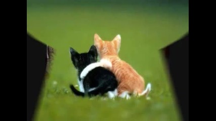 Смешни котки (funny Cat) 
