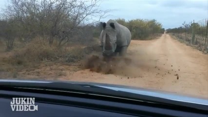 Носорог атакува кола - Национален парк Крюгер