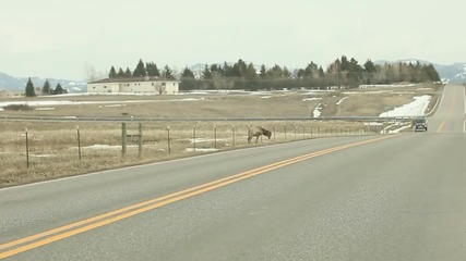 Много голямо стадо елени прескача ограда и пресича шосе!
