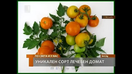Уникaлен сорт домати от наши учени