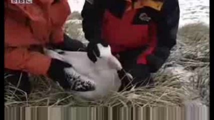 Албатрос част на Атлантическия океан