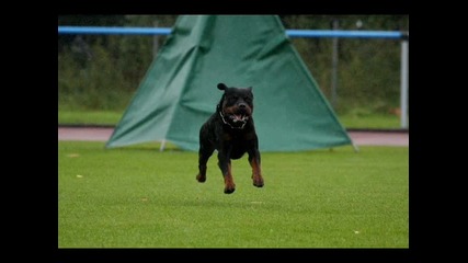 Rottweiler Is The Best Dog 