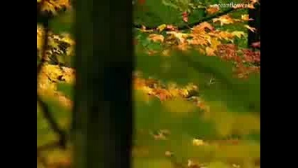Обичам те...
