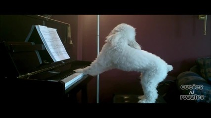 Dog Plays Piano and Sings