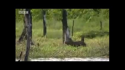 Capibara animals in the tropical Amazon rainforest - Bbc wildlife 