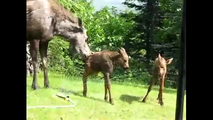 Не са ли красиви 
