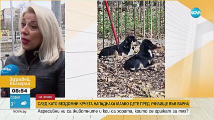 След като бездомни кучета нападнаха дете във Варна: Агресивни ли са животните и кой се грижи за тях?