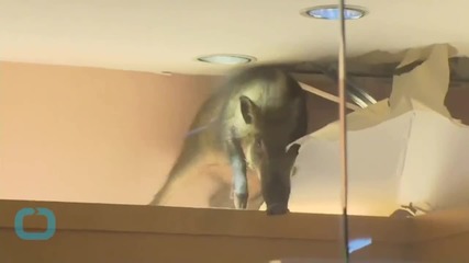 Wild Boar Visits Hong Kong Mall