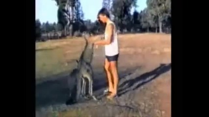Funny Animals 2 