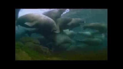 Bbc Planet Earth (beautiful Day - Luckyfella)