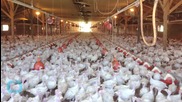 Growing Outbreak: Deadly Bird Flu Hits Iowa Egg Farm