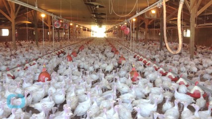 Growing Outbreak: Deadly Bird Flu Hits Iowa Egg Farm
