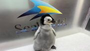 Вижте "Перла" най-новото пингвинче от вида на императорските пингвини в аквариума на Сан Диего