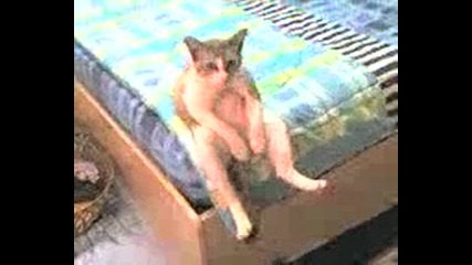 This Cat Is Just Chilling On The Bed Free Funny 