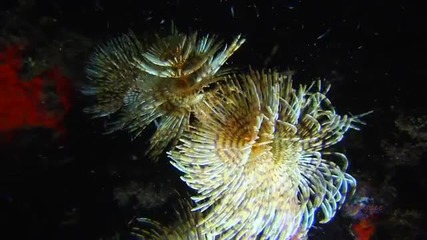 The soul of the ocean