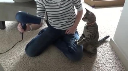 Коте срещу сешоар - смях!