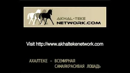 Акhal - Teke - Horses 