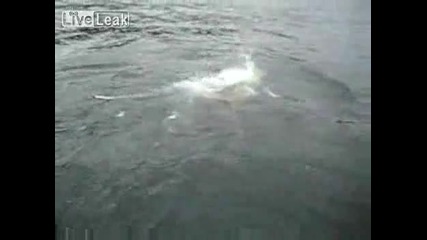 Морски лъв открадна рибата на рибарите - смях 
