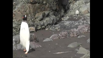 Пингвин помисли тюлен за скала 