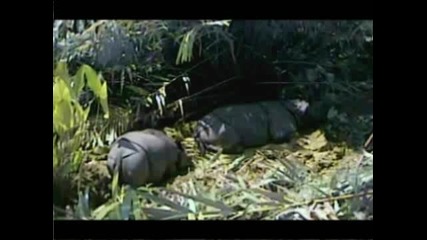 Най - Опасния Бозайник - Носорога В Африканската Джунгла Заснет От Камера
