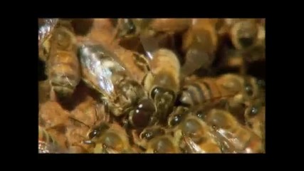 Пчели работнички