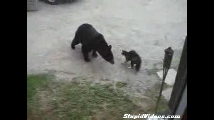 Котка се сборичква с мечка 