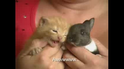 Майка котка и бебе зайче 