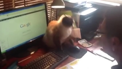 Смях !!! Котка не позволява на стопанина си да пипне компютърната мишка