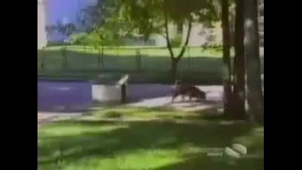 Funny Dog Video