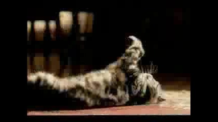 Котка танцува на Thriller (michael Jackson)