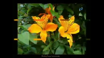 sami yusuf i wish you were here flowers