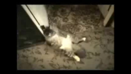 Забавни Котки