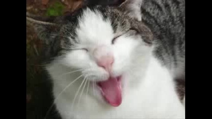 very funny cats
