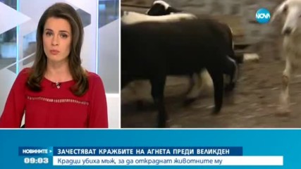 Зачестяват кражбите на агнета преди Великден